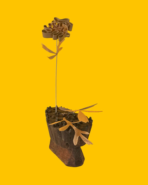 Sarah Tectors Marigold, 2025, STOGRN-23