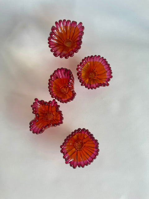 Two Tone Coral Polyps