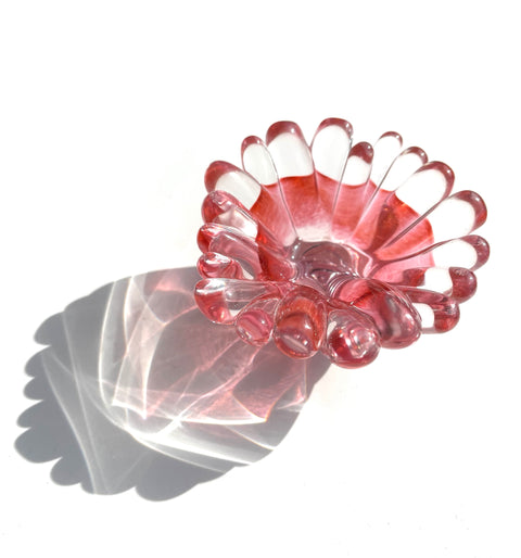 Single Color Coral Polyps