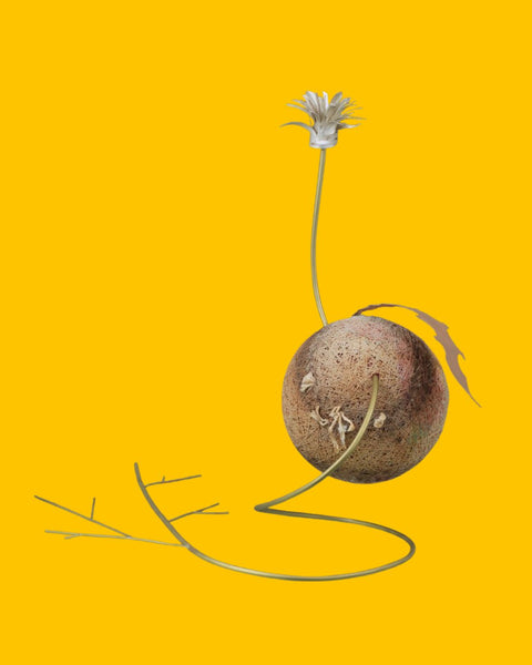 Sarah Tectors Dirty Dandelion, 2025, STOGRN-24