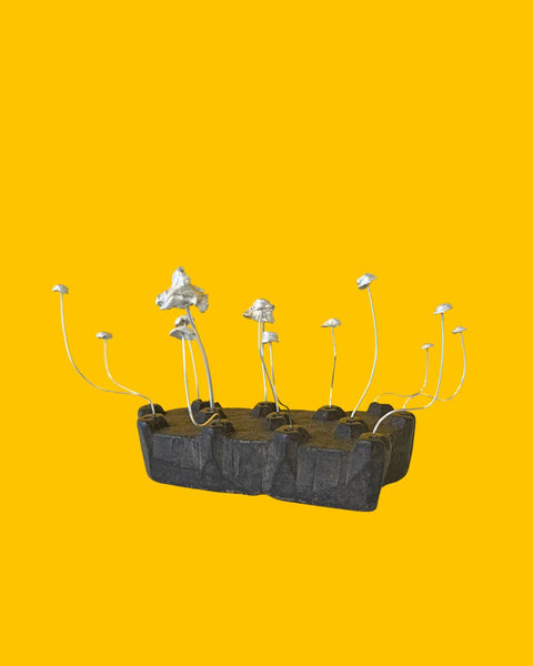 Sarah Tectors Mycena, 2025, STOGRN-13
