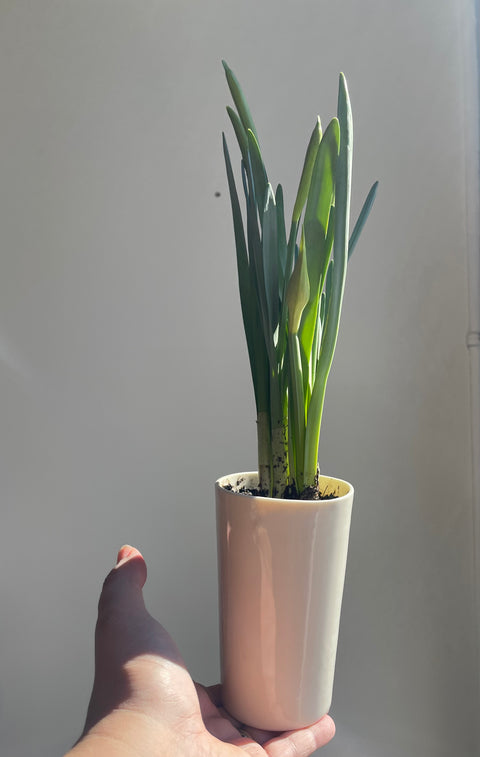 Cast Porcelain tumbler with plant